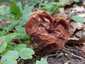 Vörösbarna papsapkagomba (Gyromitra fastigiata), Budai-hegység